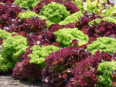 salaattia, punainen salaatti, vihreää salaattia, terve, Keittiö Puutarha, Ruoka, itse viljely