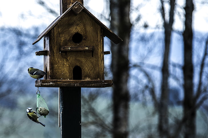 madárház, madár, birdhouse, blur, közeli kép:, család, fókusz