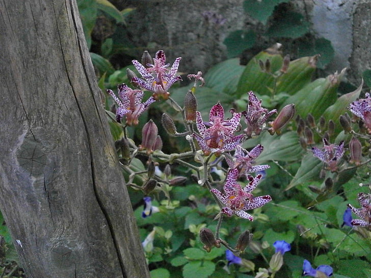 hirta, Liliaceae, Осінні квіти, пурпурні квіти, квіткова рослина