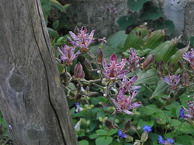 Hirta, Liliaceae, Herbstblumen, lila Blumen, blühende Pflanze