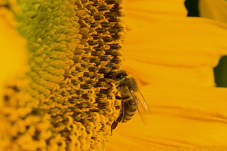 Sun flower, Blossom, nở hoa, mùa hè, màu vàng, con ong, đóng