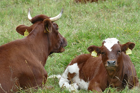 Bull, vache, veau, jeune, brun, mignon, fermer