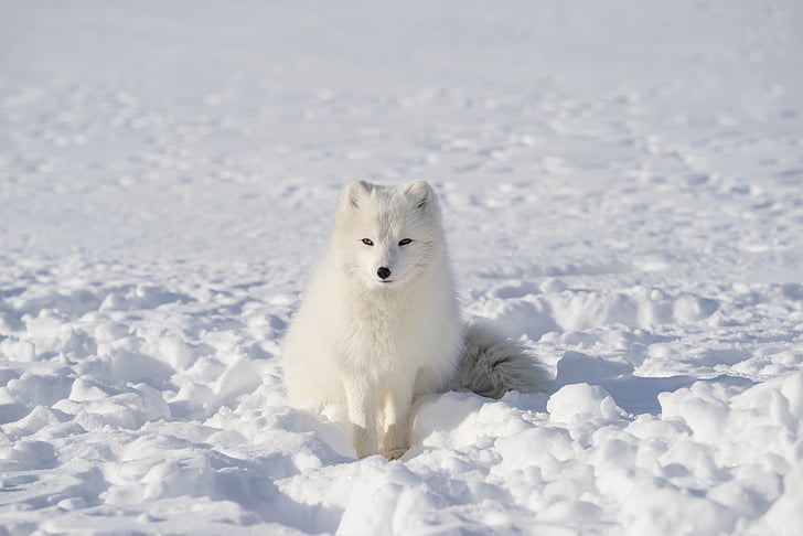 white, fox, animal, wildlife, snow, winter, outdoor