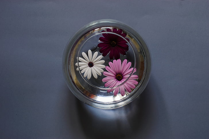 composition, flowers, a glass vessel, water, still life, decoration, flower