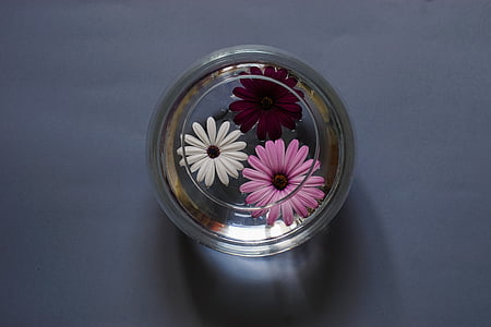 sammansättning, blommor, ett glaskärl, vatten, stilla liv, dekoration, blomma