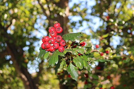 bayas, rojo, árbol, hojas, Berry, verde, naturaleza