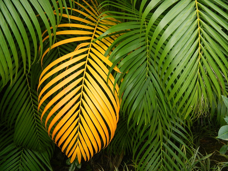 Leaf, reizinot, tropu, Palma, palmu lapu, zaļā krāsa, koks