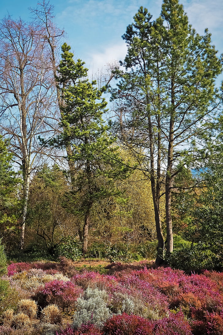 paisaje, primavera, Heide, Heather, rojo, Bush, naturaleza