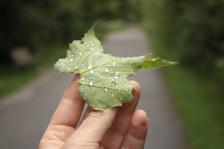 frunze, picătură de ploaie, roua, mână, natura, closeup, verde