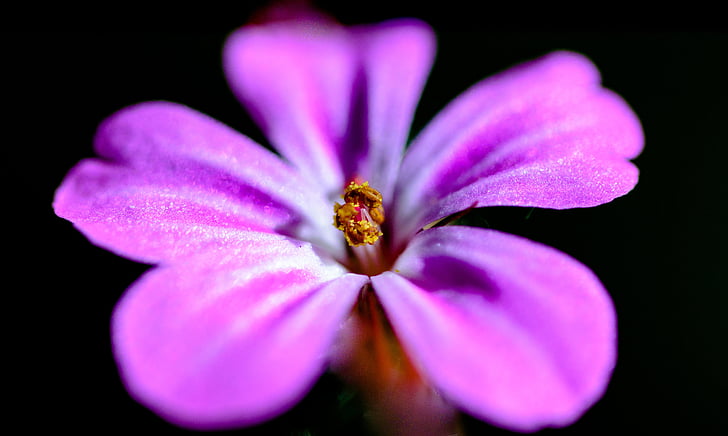 цветок, фиолетовый, розовый, Блум, Орхидея, Природа, Флора