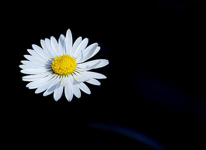Daisy, plávať, kvet, Príroda, špicaté kvet, žltá, Petal