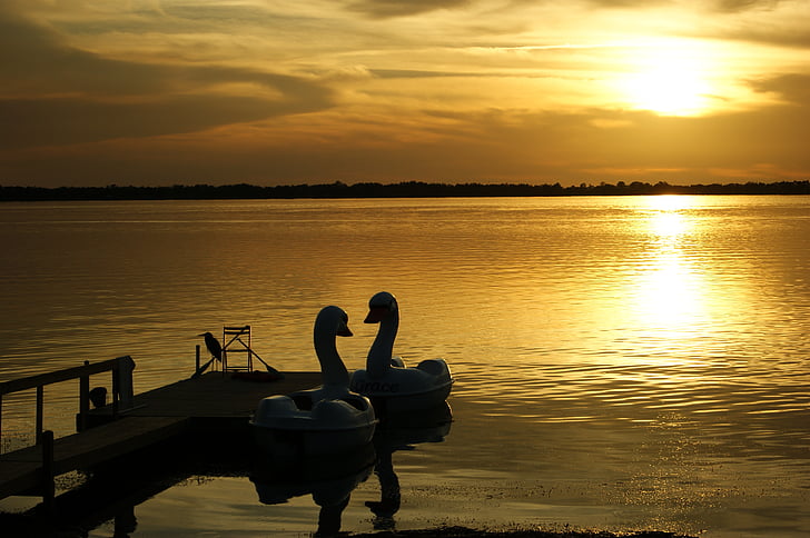 la Florida, Mount dora, cisnes, abendstimmung, puesta de sol, naturaleza, Lago