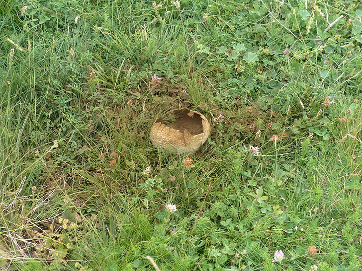 umbrinum kelinci, lycoperdon utriforme, bovist kelinci, berpanel besar umbrinum, spesies jamur, kerabat yang jamur, puffballs