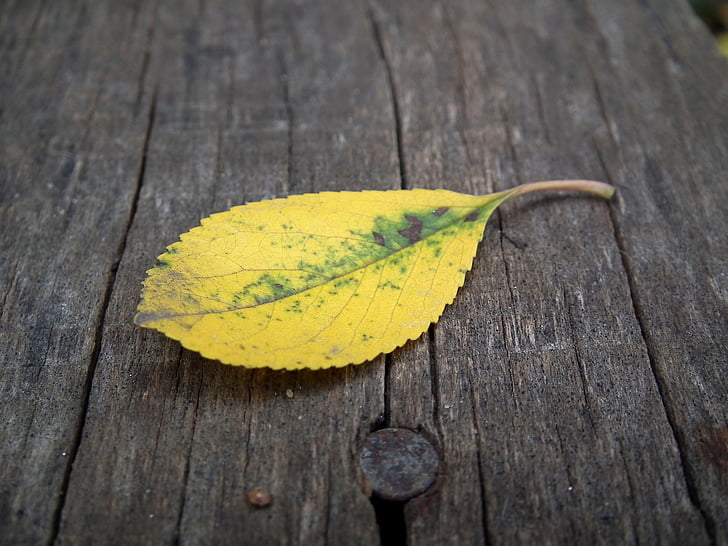 Herfstblad, blad, herfst, geel, Listopad, Bladeren, houten plank