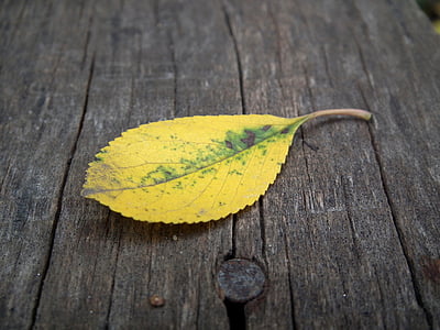 daun musim gugur, lembar, musim gugur, kuning, Listopad, daun, kayu papan