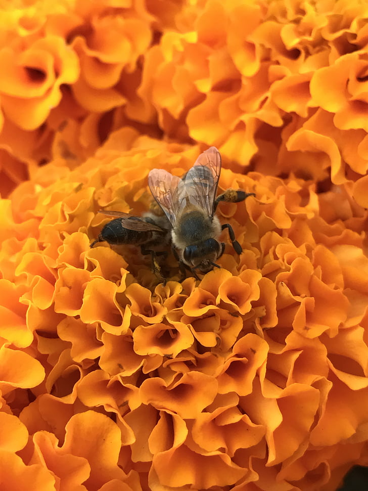 pszczoły, kwiaty, pomarańczowy, pyłek, kwiat, sezon, konstrukcja