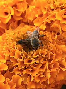 蜜蜂, 花, 橙色, 花粉, 开花, 赛季, 设计