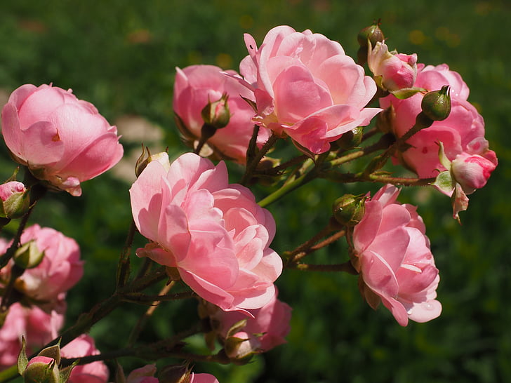 Троянди, рожевий кущ, рожевий, Троянди ґрунтопокривні, цвітіння, цвітіння, сад