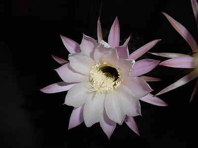 flower, cactus, at night, beautiful flower, blooming cactus, rare flowers, rare
