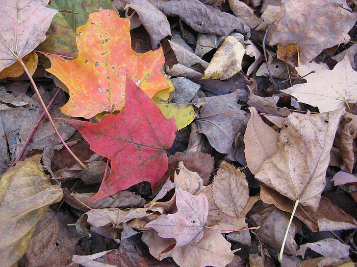 fogliame, secco, foglie, autunno, colorato, caduta