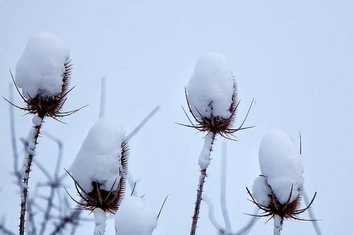 l'hivern, teasel salvatge, neu, crestes de neu, paisatge, Card, fred
