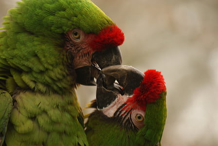 papagaios, amor, vermelho, Amando, plano de fundo, natureza, verde