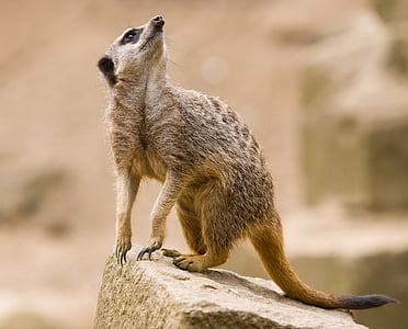 meerkat, 동물, 야생 동물, 포유 동물, suricate, suricata, 생물