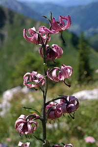 lírio de touca do Turk, flor, flor, flor, -de-rosa, Violet, inflorescência