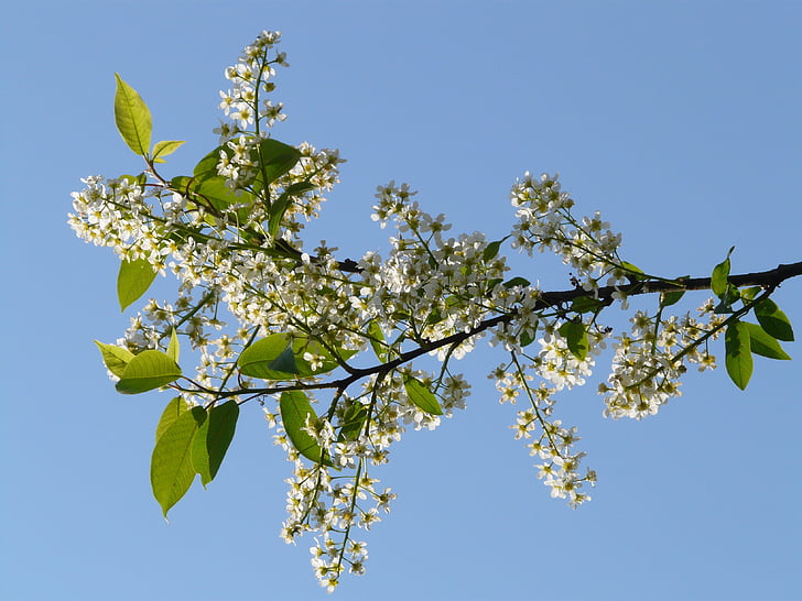 vanliga Häggen, Black cherry, träd, blommor, vit, våren, Bloom