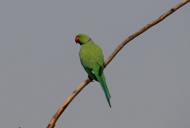 Rose-rõngastatud papagoi, Psittacula krameri, Ring kaelaga papagoi, mees, papagoi, lind, India