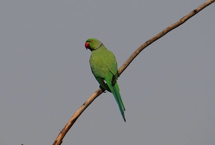 sándorpapagáj, (Psittacula krameri), Ring-nyakú papagáj, férfi, papagáj, madár, India