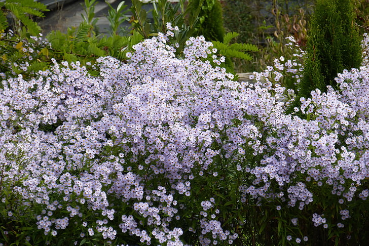 herbstaster, flori, floare, violet, culoare, plante ornamentale, Flora