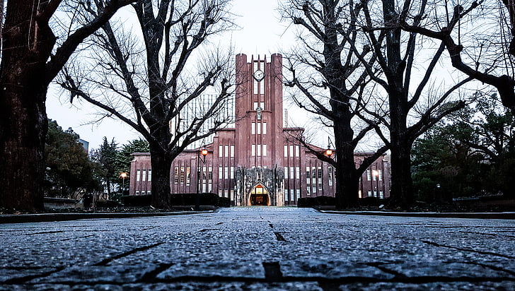Egyetem, Japán, tagja, Tokió, ősz, sziluettjét fák ágai, építészet