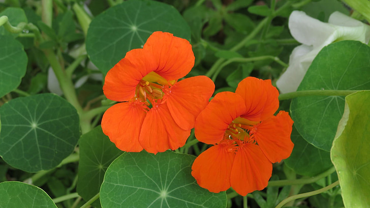 Nasturtium, màu da cam, Tropaeolum, Blossom, nở hoa