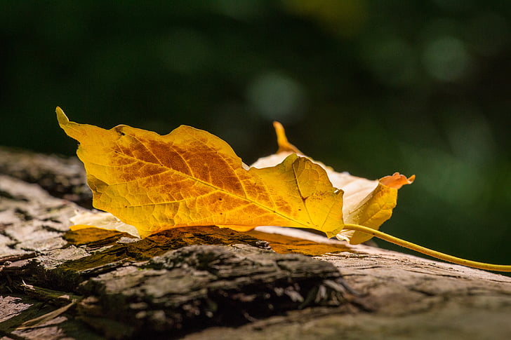 Есен, листа, листа, Есенни листа, цвят, жълто, околна среда