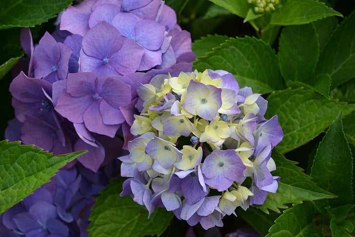 Hortenzija, gėlė, violetinė, violetinės gėlės, Gamta, violetinė gėlė, augalų