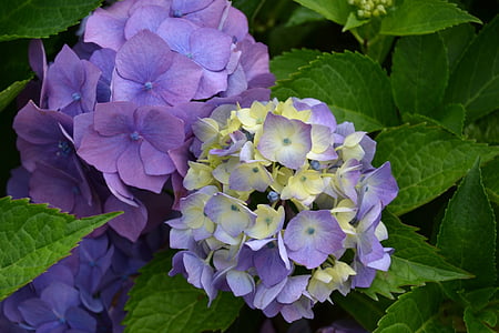 hortensia, blomst, fiolett, lilla blomster, natur, lilla blomster, anlegget