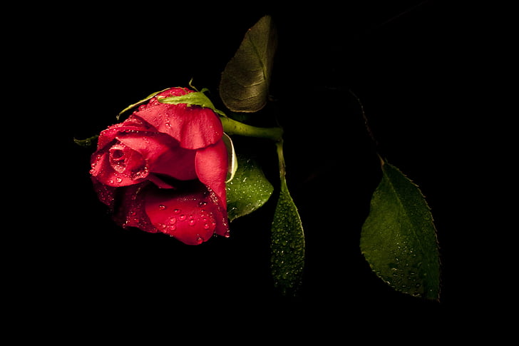 Róża, kolorowanka światła, liście są, Rosa, Garcia, Róża-, czerwony