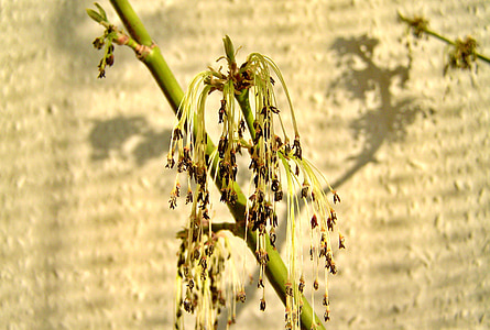 ramo florido de maple verde, sombra clara, luz solar vira-lata