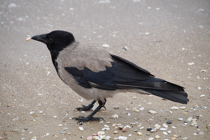 Crow, grå crow, Beach, skaller, næb, fugl