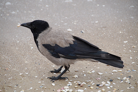 crow, grey crow, beach, shells, beak, bird