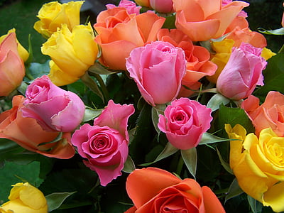 colorful bouquet of roses, yellow-orange, pink, cut flower, roses, gift, orange