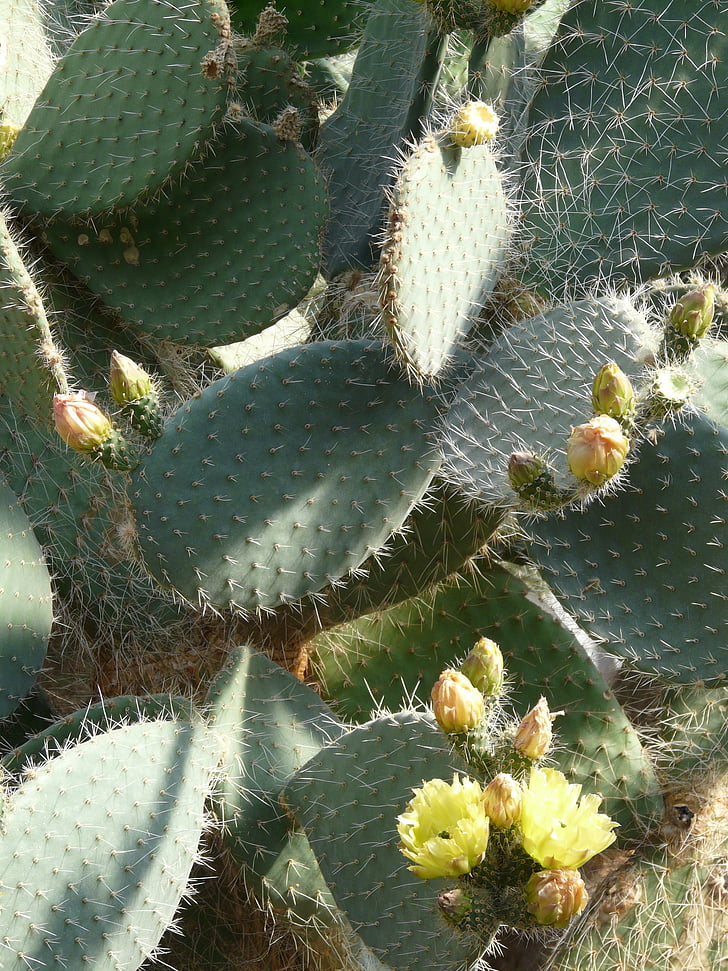 viigikaktus, Opuntia robusta, kaktus, kaktus kasvuhoone, Opuntia, kannus, kipitav