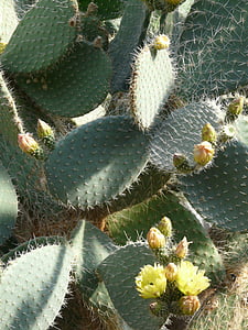 prickly pear, opuntia robusta, cactus, cactus greenhouse, opuntia, spur, prickly