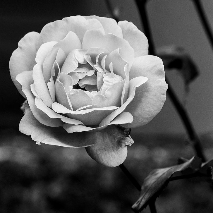 Hoa hồng, Hoa, Hoa đào, nở, nở hoa, màu đen và trắng, nhà máy