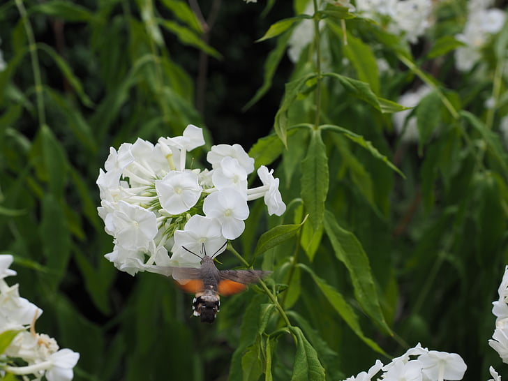 Kolibri-Hawk-moth, Macroglossum stellatarum, Dove-tail, Karpfen Rute, Schmetterling, Nachtfalter, Eulen