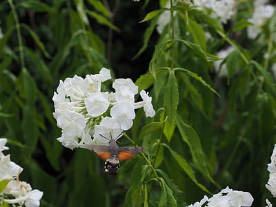 hummingbird hawk moth, macroglossum stellatarum, dove tail, carp tail, butterfly, moth, owls
