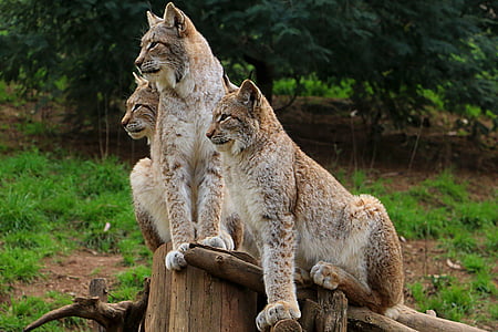 Lynx, Miranda gagak, kebun binatang, liar, hewan di alam liar, hewan tema, hewan satwa liar