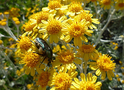 Beetle, kukka, keltainen, Sulje, Luonto, Blossom, Bloom