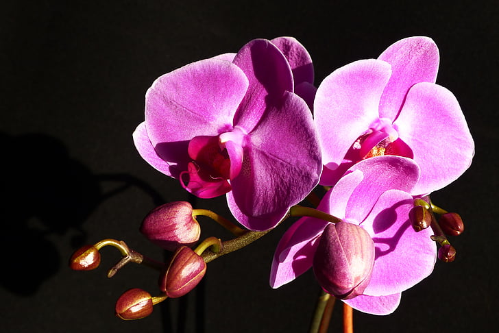 Orchid, blomma, Stäng, Rosa, naturen, mal orchid, kronblad